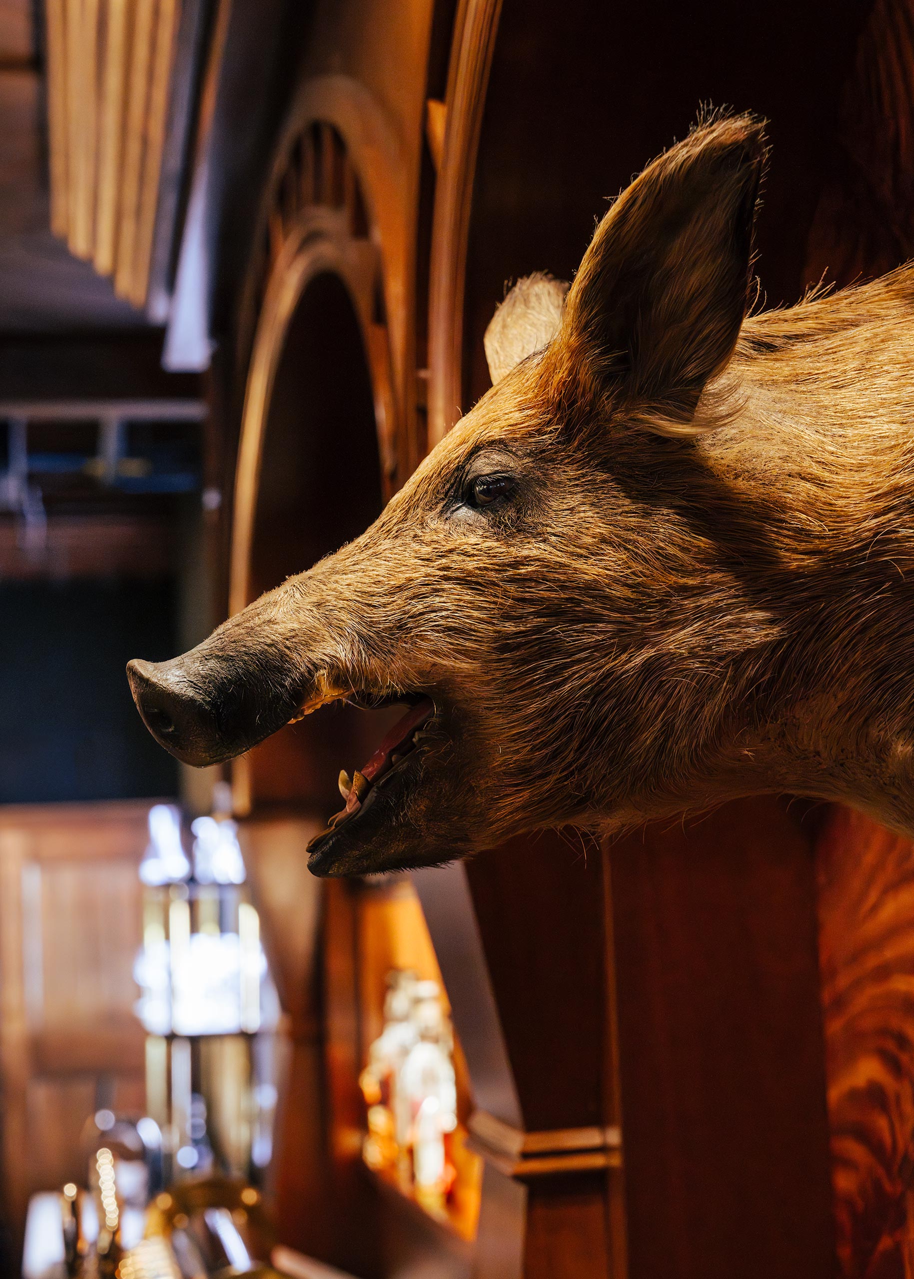 Butcher-the-Boar_Boar_5x7_DSC4473_WEB